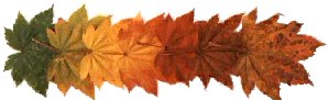 autumn leaves