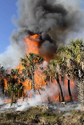 A  forest fire