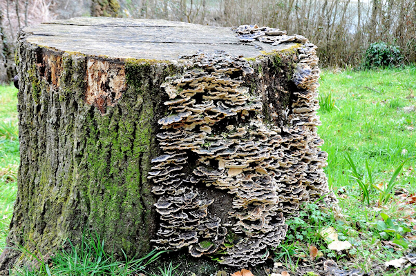 Fungus rotting a tree stump