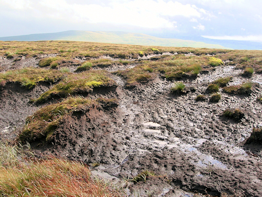 A peat bog