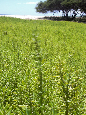 Pickleweed