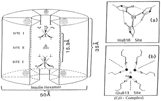 The insulin hexamer with two of the main binding sites shown