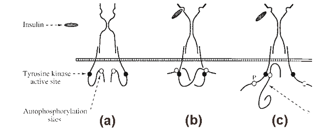 The tyrosine kinase receptor
