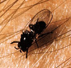 The Simulium fly Simulium fly