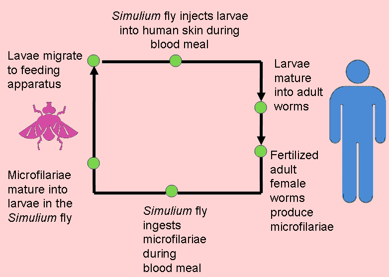 Lifecycle of Onchocerciasis volvulus Lifecycle of Onchocerciasis volvulus