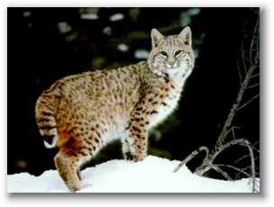 Bobcat