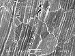Ta filament
