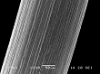 W filament