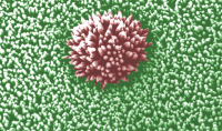 Spiky-flower
