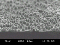 cross-section of cauliflower film