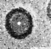 zoom of above