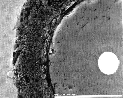 one fibre in Ti matrix