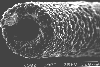 tube helix