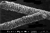Tyranno fibre