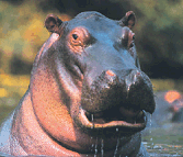 A hippo